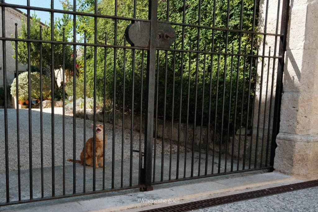A cat looking through metal gates in La Romieu