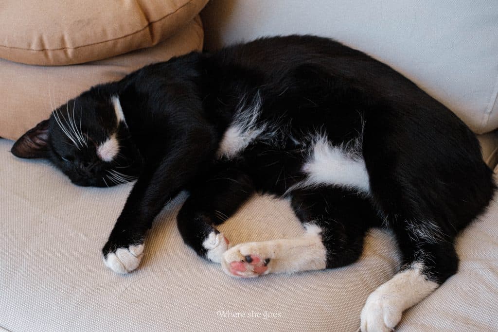 Ceci the cat on a chair fast asleep at Plates Farm Hotel